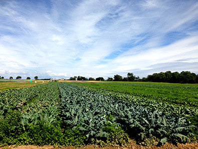 Eileen Fisher Art & Fashion Benefit for Peconic Land Trust